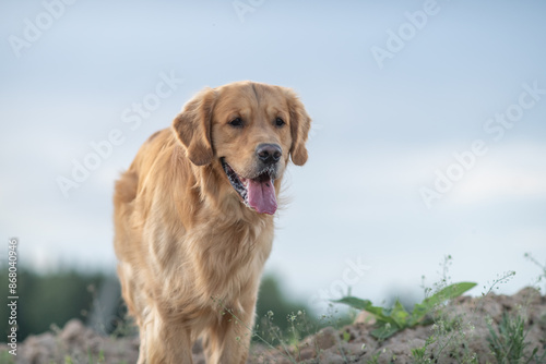 Portrait of a beautiful purebred golden retriever on a walk.