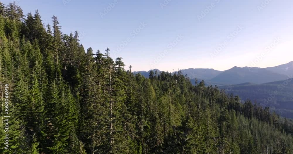 Forest Canopy and Mountain Horizon at Sunset Forest Canopy and Mountain Horizon at Sunset