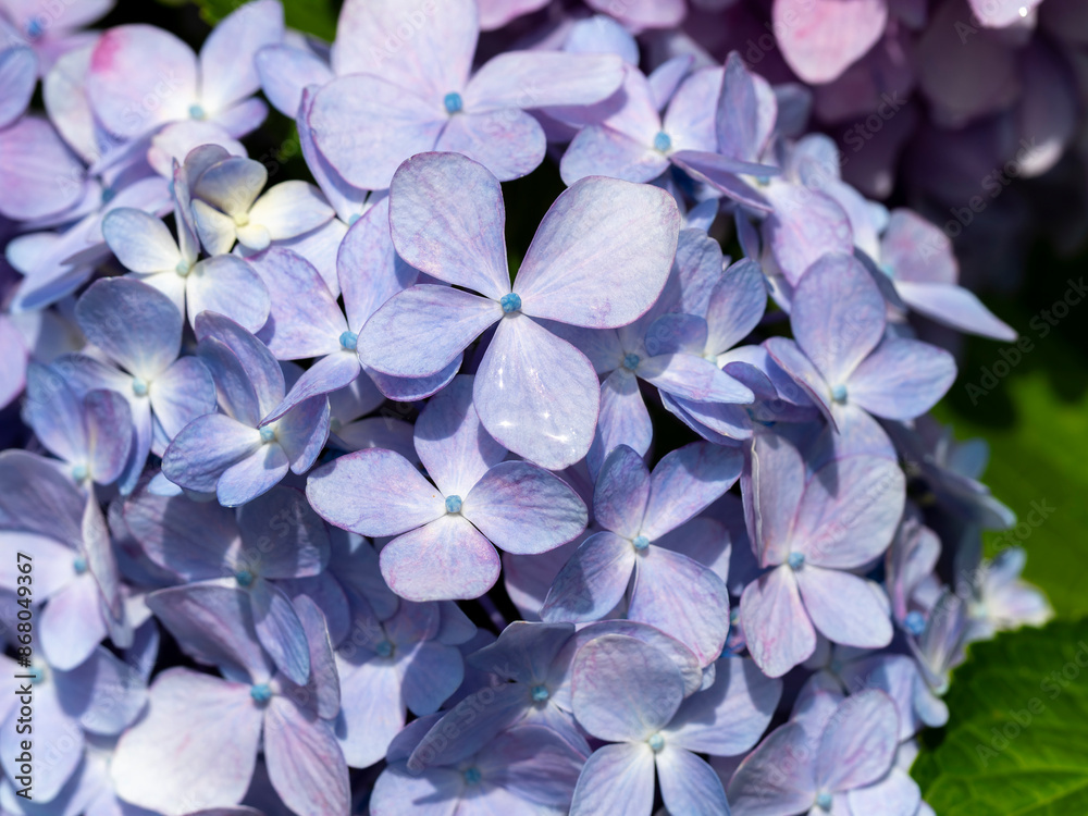 五月山に咲いた紫陽花の花 五月山に咲いた紫陽花の花
