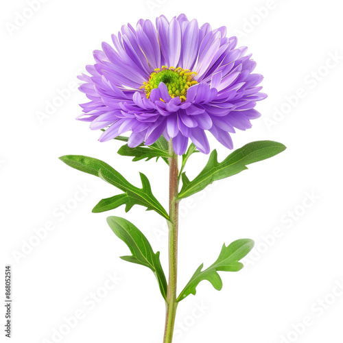 Purple Aster Flower Isolated on White Background