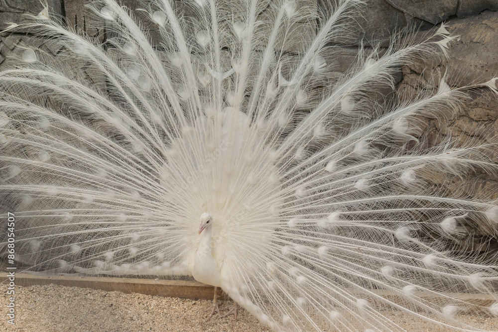 Obraz premium Majestic White Peacock Displaying Elegant Feather Plume in Natural Habitat