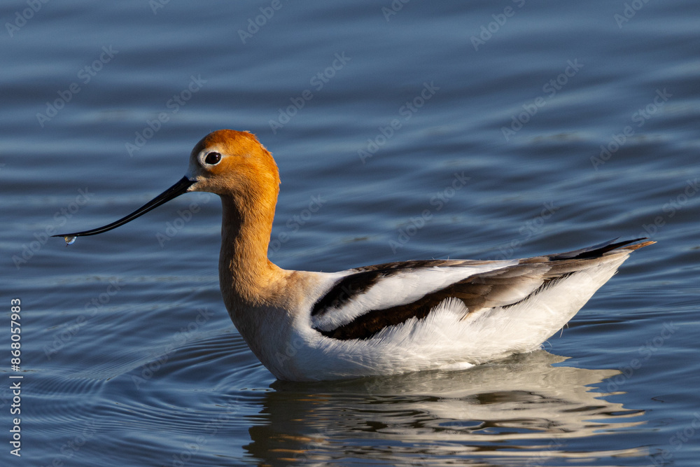 American avocet in water with reflections, seen in the wild in a North California marsh American avocet in water with reflections, seen in the wild in a North California marsh