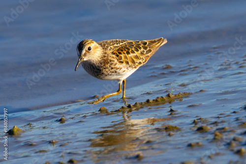 Short-billed dowitcher, seen  in a North California marsh photo