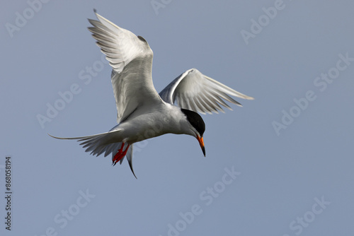 Forster's tern flying, seen in a North California marsh