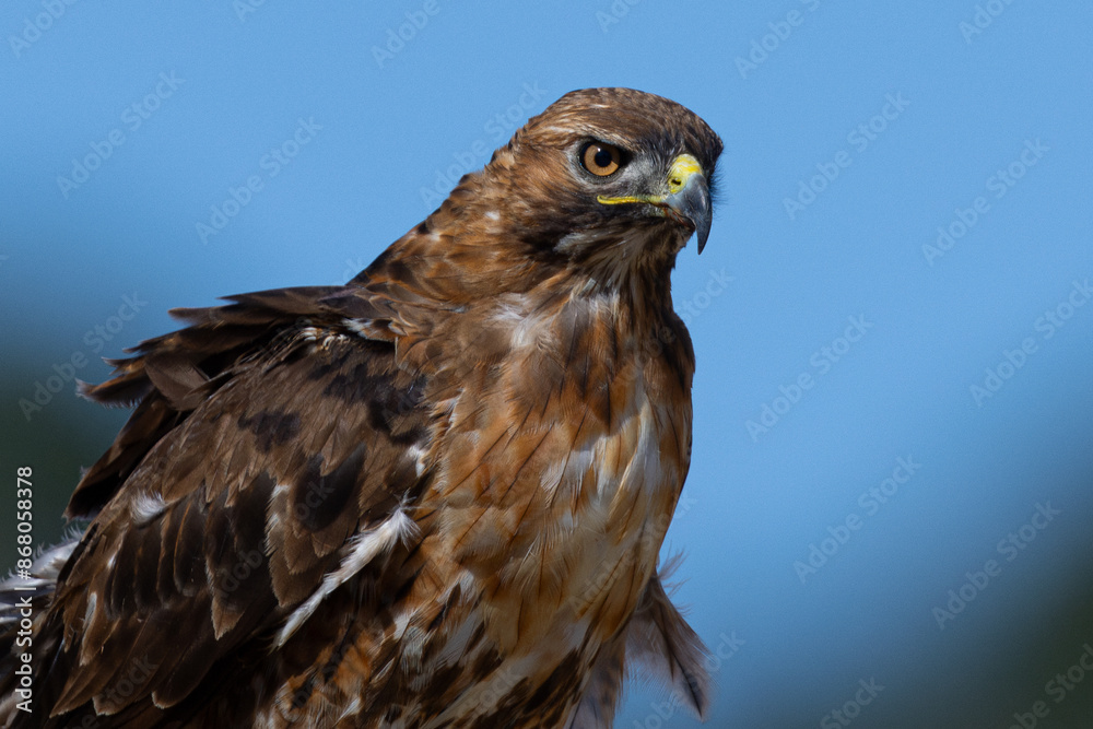 Close view of a red-tailed hawk perched, seen in the wild in North California Close view of a red-tailed hawk perched, seen in the wild in North California