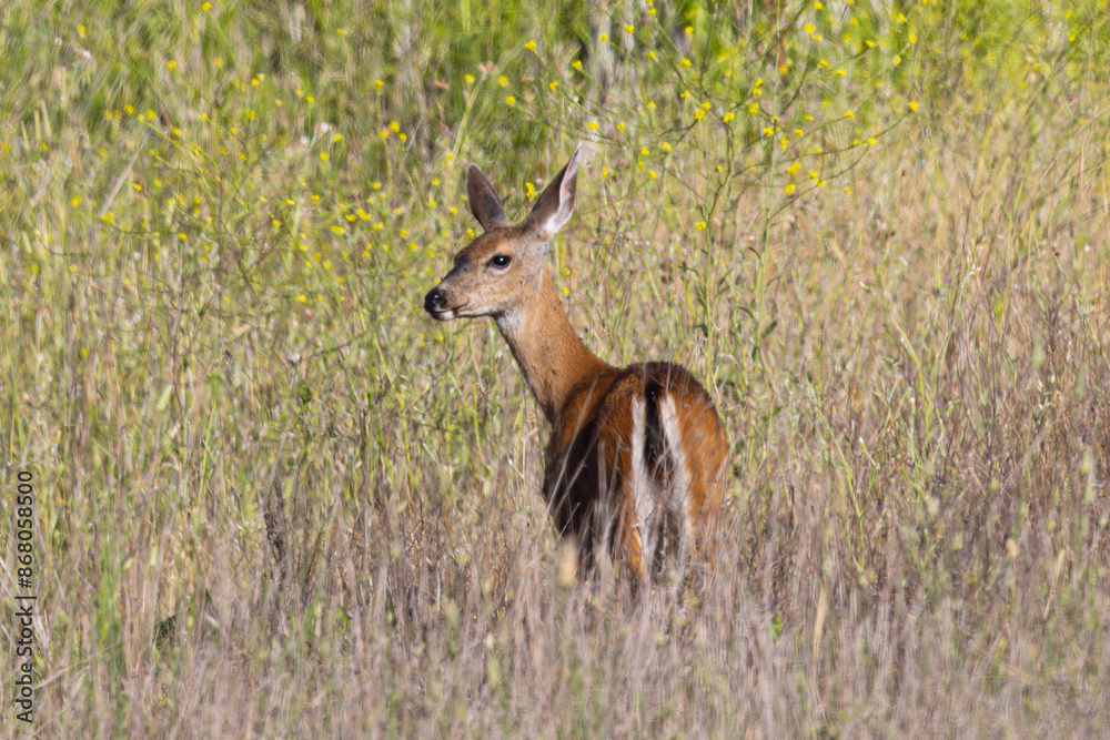 Very young black-tailed deer, seen in the wild in North California Very young black-tailed deer, seen in the wild in North California