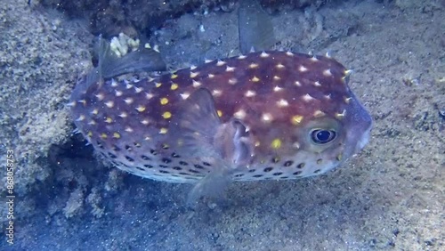 Spotbase burrfish, scientific name is Cyclichthys spilostylus. Belongs to the family Diodontidae. Its body is shaped like spiny sphere. Widely distributed on coral reefs of the Red Sea   photo