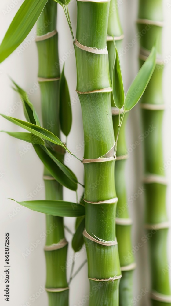 Close-up of vibrant green bamboo stalks with fresh leaves, natural and sustainable concept Close-up of vibrant green bamboo stalks with fresh leaves, natural and sustainable concept