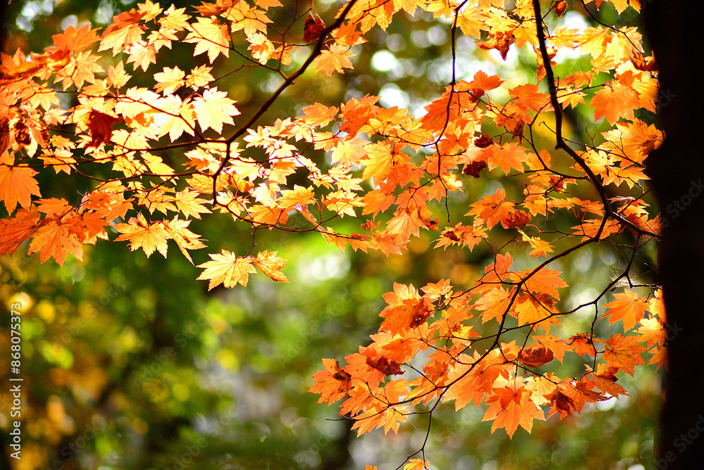 秋の山中で紅葉した木の葉 秋の山中で紅葉した木の葉