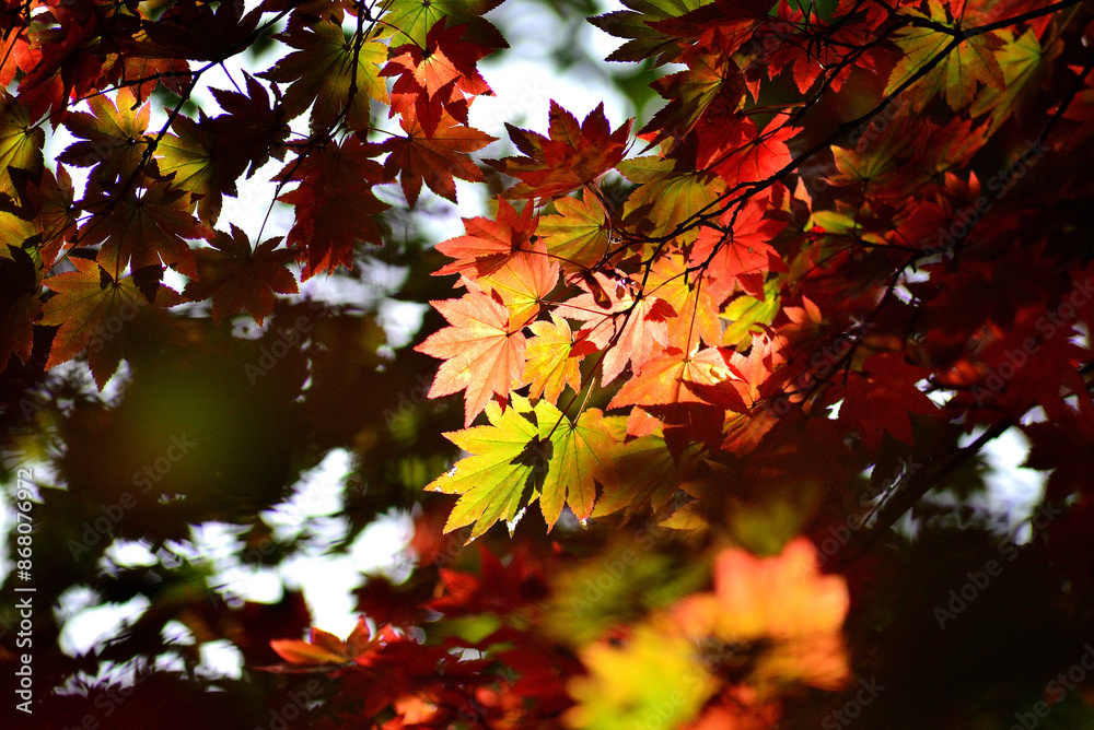 秋の山中で紅葉した木の葉 秋の山中で紅葉した木の葉