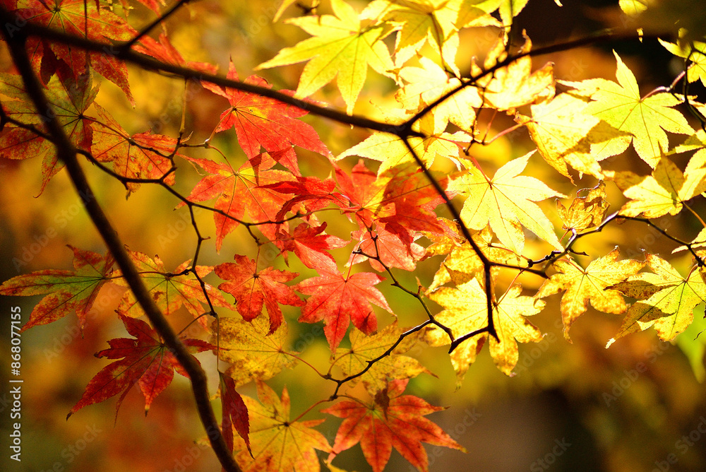 秋の山中で紅葉した木の葉 秋の山中で紅葉した木の葉
