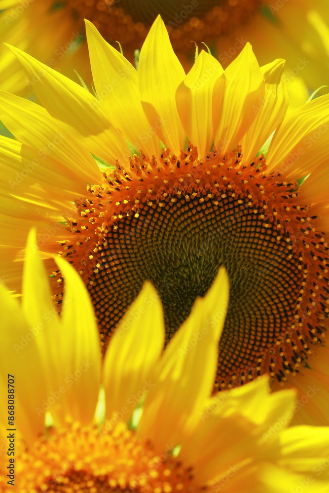 Φωτογραφία close up of beautiful yellow color common sunflower (helianthus annuus) in bloom
