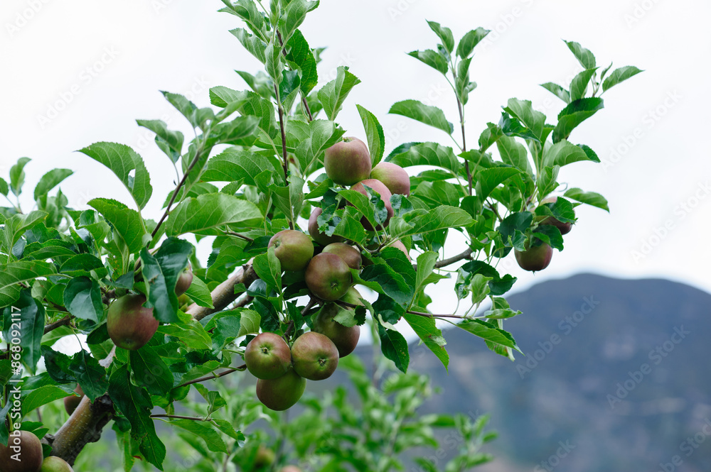 Obraz premium Apples grow on tree in summer