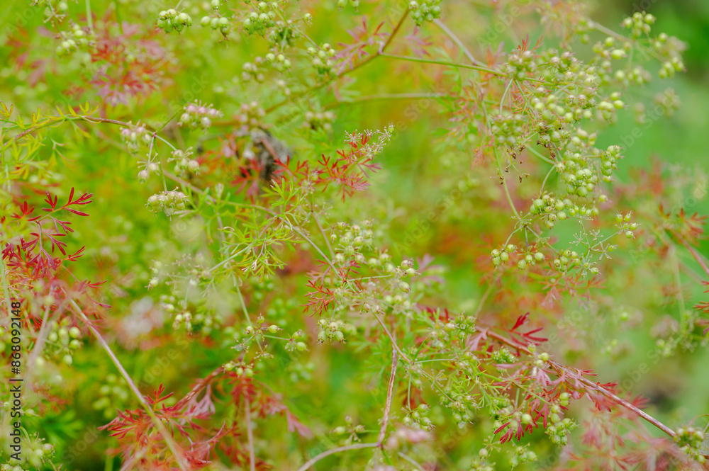 Corriander seeds grow in field Corriander seeds grow in field