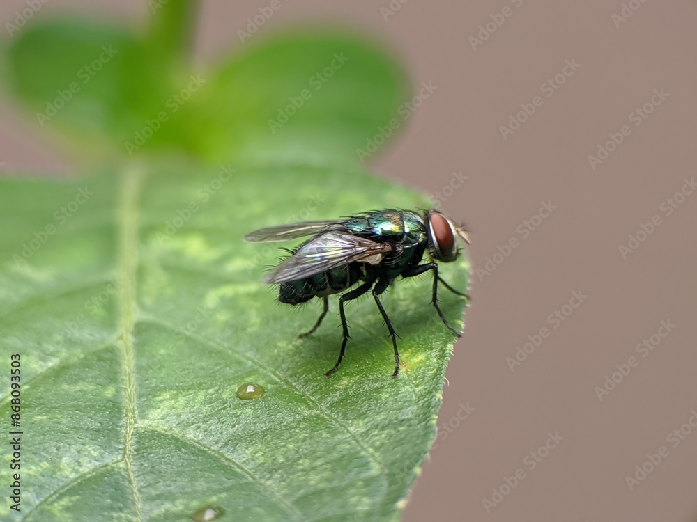 Flesh flies or Sarcophaga land on leaves Flesh flies or Sarcophaga land on leaves