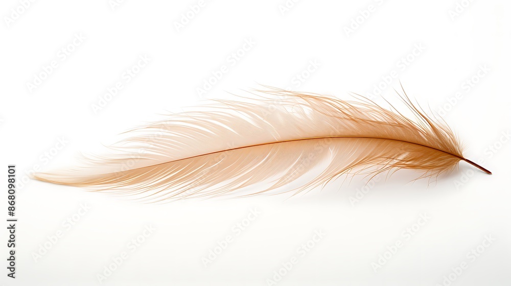 The image shows a single ostrich feather with a golden brown tip and a white body, floating in a white space The image shows a single ostrich feather with a golden brown tip and a white body, floating in a white space