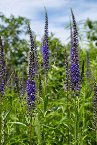 Violet-blue Salvia Farinacea or Mealycup Sage flowers blooming in a garden with blue sky. Selective focus