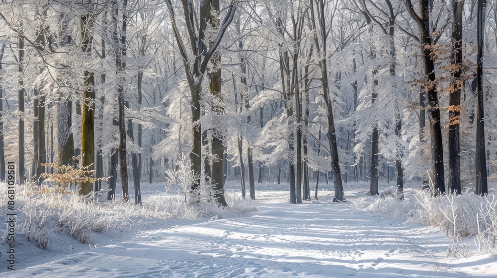 A snowy forest with trees covered in snow A snowy forest with trees covered in snow