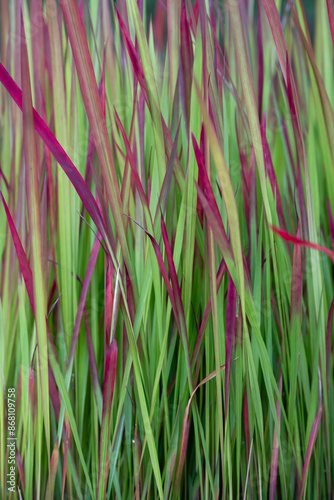 Background with wind-swaying Imperata cylindrica 'Red Baron', Japanese blood grass or kunai grass. Some blades of grass have motion blur photo