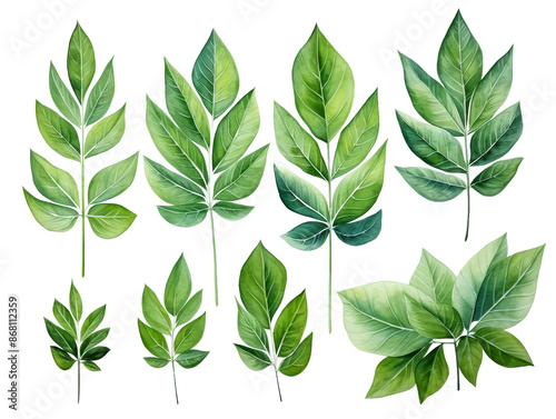 A collection of vibrant green botanical leaves illustrated in watercolor, showcasing various leaf shapes and sizes for nature-themed designs.