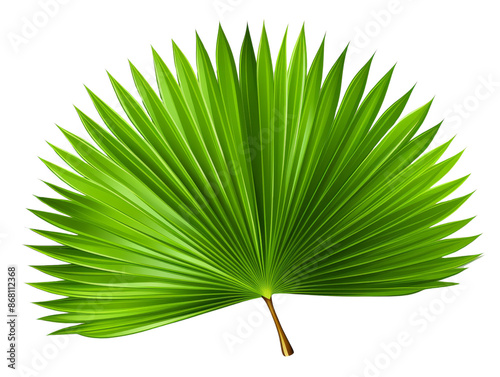 Bright green fan palm leaf isolated on white background, showcasing lush tropical foliage and natural beauty perfect for design use.