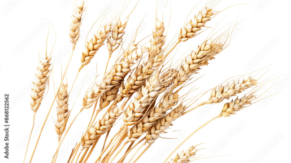 Ripe dry wheat on white background Ripe dry wheat on white background