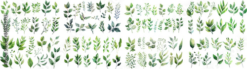 Green watercolor leaves on isolated background	