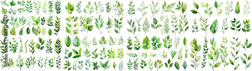 Green watercolor leaves on isolated background	