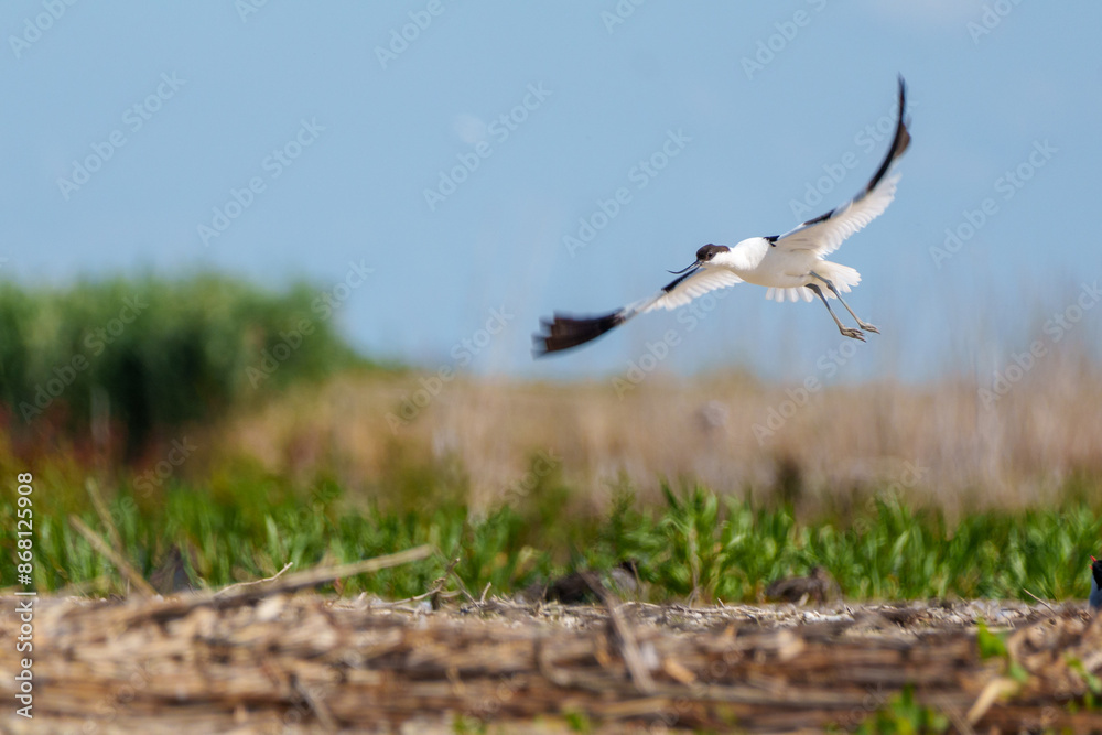 Obraz premium Pied avocet landing