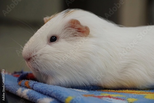 Guineapig