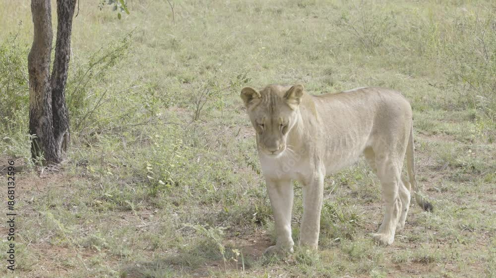 Lion Close Up Calmly Walking Toward Camera Lion Close Up Calmly Walking Toward Camera