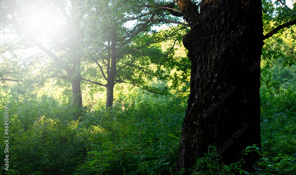 Fototapeta premium Oak tree in the forest. Sunlight beams through the branches of the trees. Morning. Trunk and bark of a large tree.