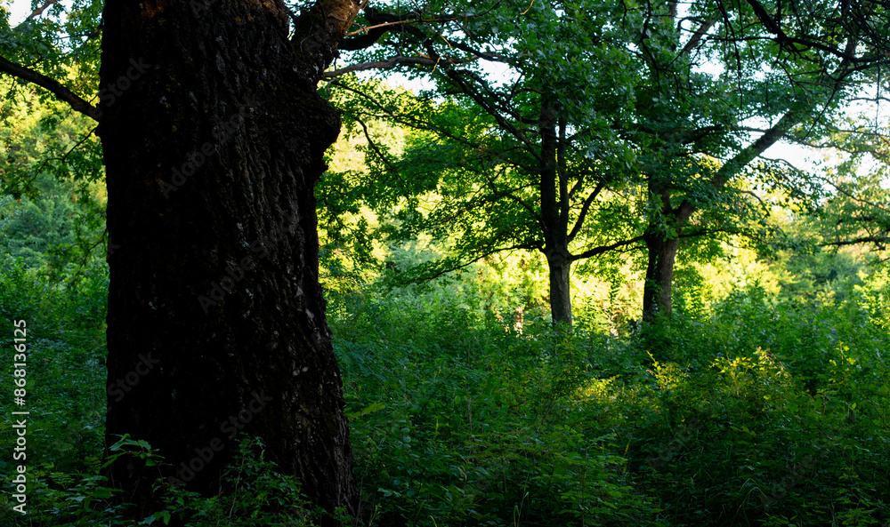 Oak tree in the forest. The trunk and bark of a large tree. Oak tree in the forest. The trunk and bark of a large tree.