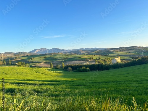 Landscape with green field