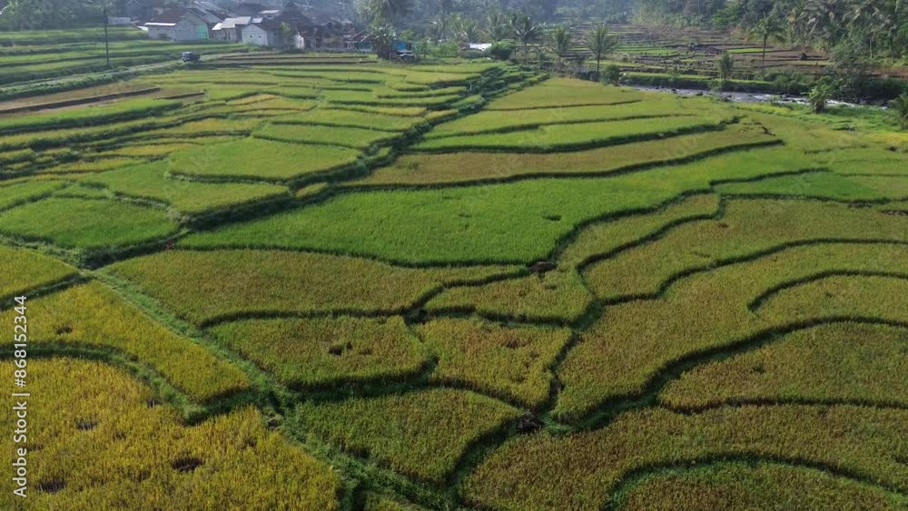 Aerial view of a beautiful rice terrace with some coconut trees. Aerial view of a beautiful rice terrace with some coconut trees.