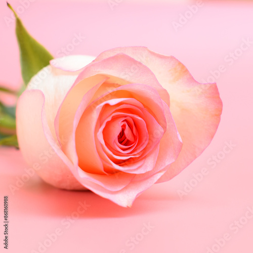beautiful pastel rose flower on pink background, valentine day