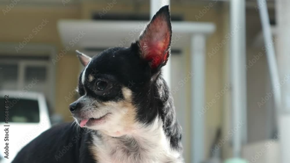 senior chihuahua dog sticking out tongue. senior chihuahua dog sticking out tongue.