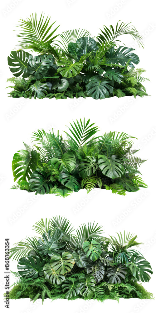 Collection of Lushes green tropical plants bushes (monstera, palm, rubber plant, pine and fern) isolated on transparent or white background Collection of Lushes green tropical plants bushes (monstera, palm, rubber plant, pine and fern) isolated on transparent or white background