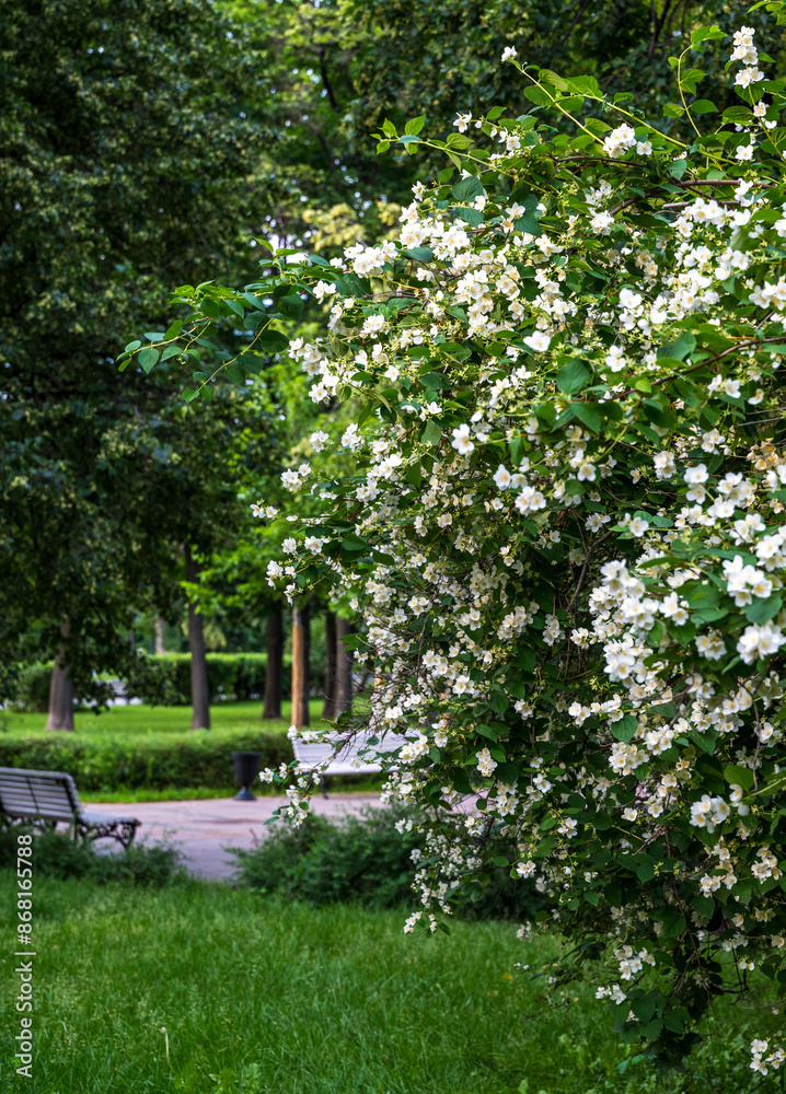 Obraz premium flowering jasmine bush in the park