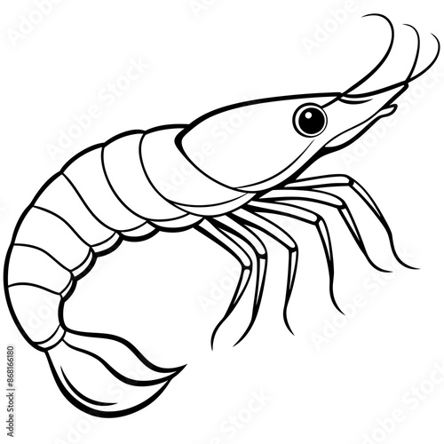 shrimp vector illustration