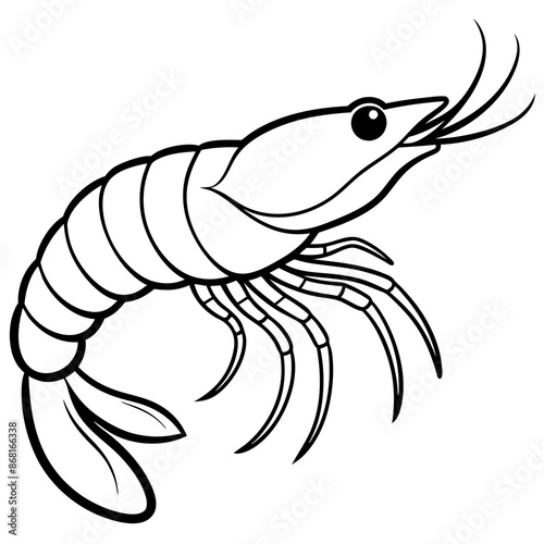 shrimp vector illustration