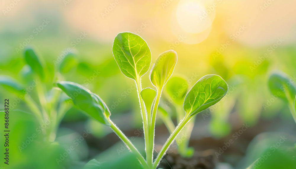 Close-up of young green seedlings growing in soil against a sunny background, symbolizing new growth, nature, and springtime. Close-up of young green seedlings growing in soil against a sunny background, symbolizing new growth, nature, and springtime.