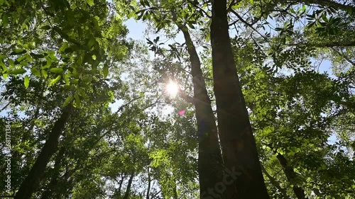 Summer hiking under sunbeam with dense lush foliage trees in tropical rainforest. Low angle view movement. Environmental conservation.