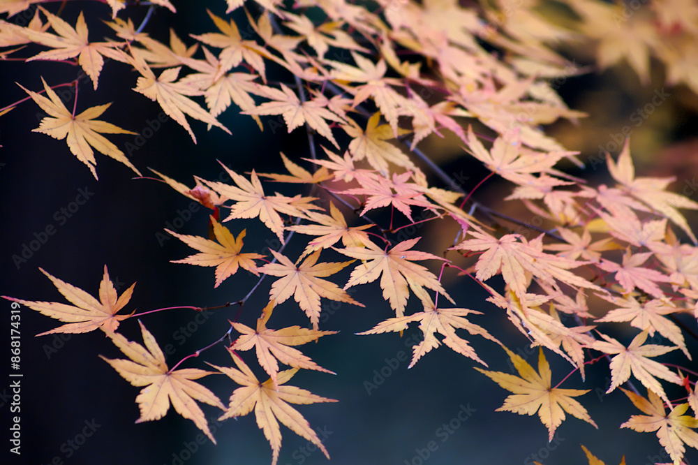 autumn leaves on a tree