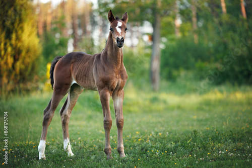 Foto cute curious foal standing on a summer field