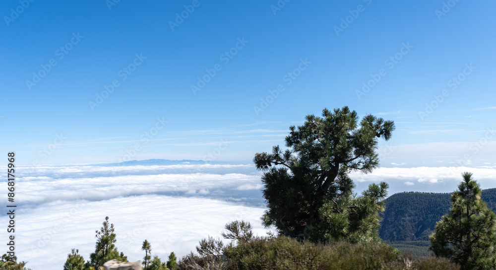 Canary pine tree on a mountainside above clouds sea, bright blue sky, rugged terrain, sparse Canary pine tree on a mountainside above clouds sea, bright blue sky, rugged terrain, sparse