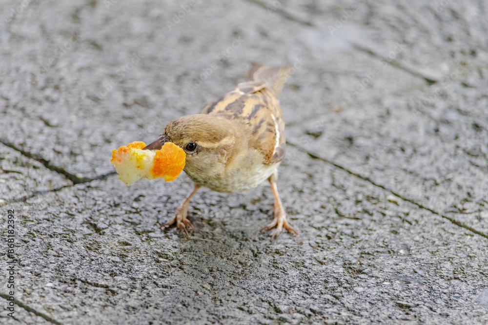 A small bird is eating a piece of orange bread A small bird is eating a piece of orange bread