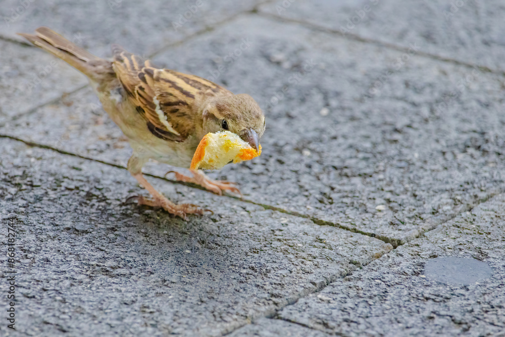 A small bird is eating a piece of orange bread A small bird is eating a piece of orange bread