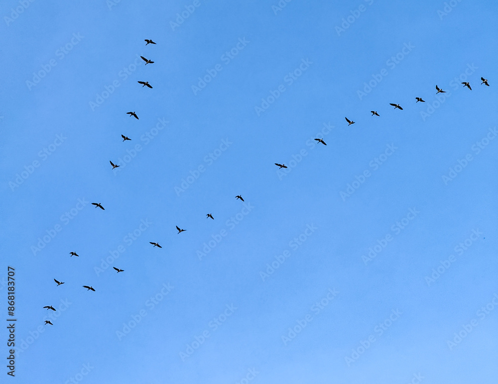 A flock of migratory birds on a blue sky A flock of migratory birds on a blue sky