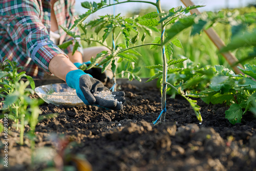 Photos Close up of mineral fertilizers in hands, fertilizing tomato plant
